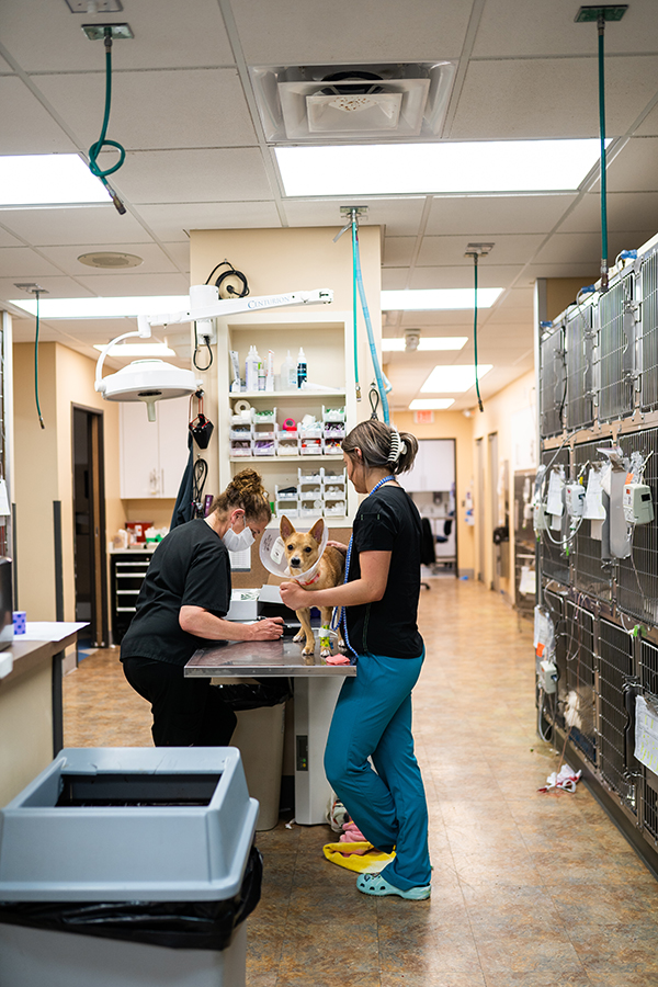 Wilson Vet staff members helping patient